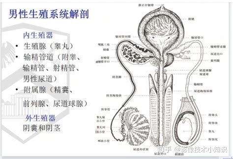 男人下体|人体解剖学/男性生殖器